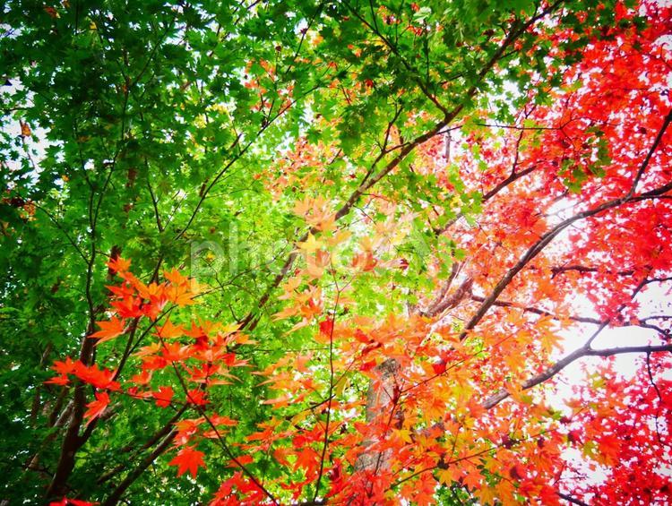 11月初旬の紅葉 紅葉,風景,綺麗の写真素材