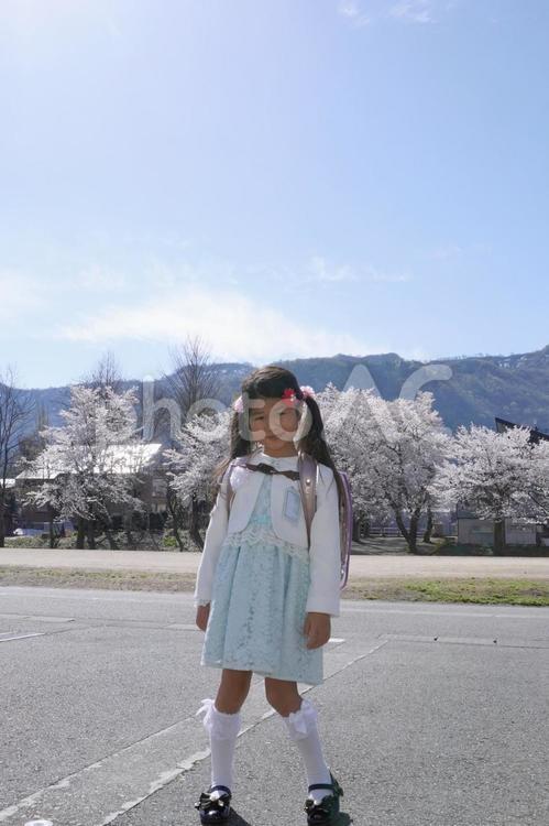 新一年生と桜12 新一年生,一年生,小学校の写真素材