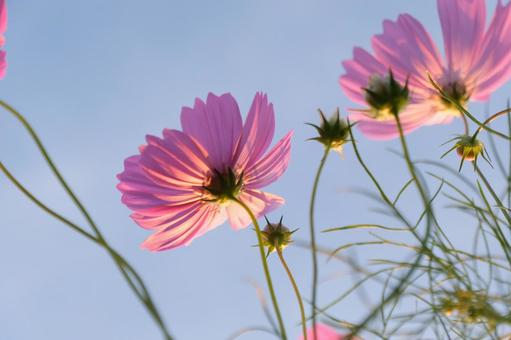 秋桜 コスモス,秋桜,花の写真素材