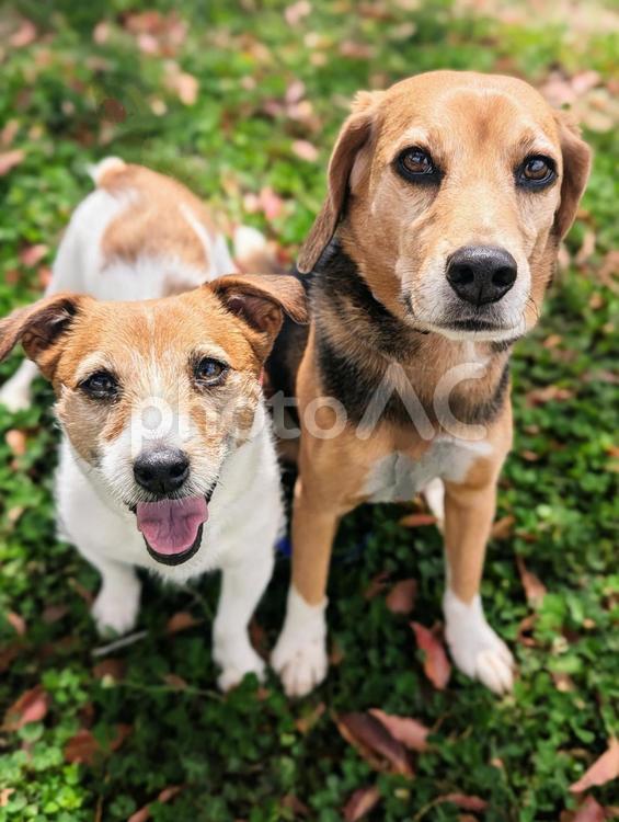 私たち、お似合いでしょ♡ 犬,ビーグル,ジャックラッセルテリアの写真素材