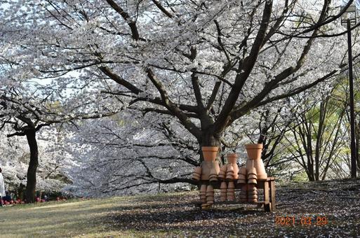 桜 桜の写真