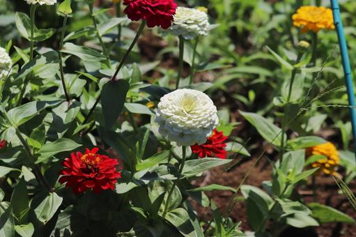 百日草の花畑 百日草の花畑の写真