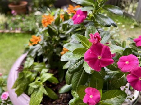 庭の鉢植えに咲くピンクの小花 花,ピンクの花,鉢植えの写真素材