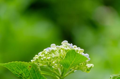 咲き始めの紫陽花と新緑の背景 咲き始めの紫陽花と新緑の背景の写真