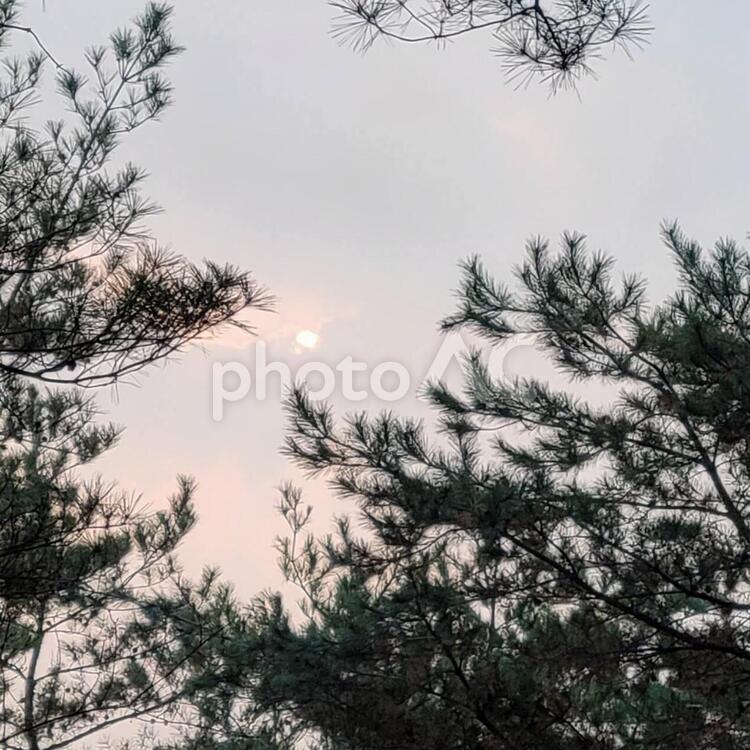 夕暮れ 冬,雪,木の写真素材