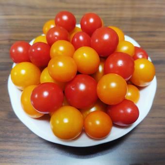 収穫野菜11(ミニトマト) 収穫野菜11(ミニトマト)の写真