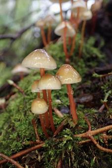 きのこ　アカチシオタケ きのこ,キノコ,菌類の写真素材