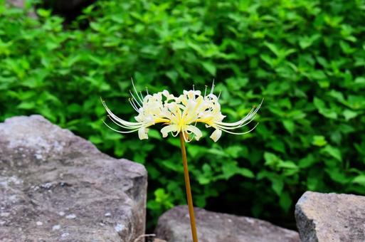 白い曼珠沙華 白い曼珠沙華の写真