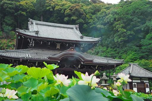 Mimuroto-dera, main hall and lotus, lótus, quioto, três quartos kobe temple, JPG