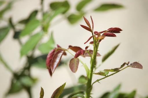 薔薇の新芽シュート 薔薇の新芽シュートの写真
