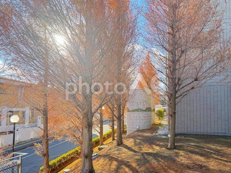 紅葉を抜ける暖かい日差し 秋,冬,憩いの場の写真素材