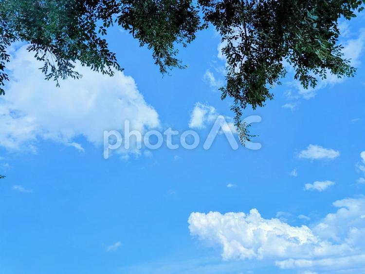 青空と雲 空,自然,雲の写真素材