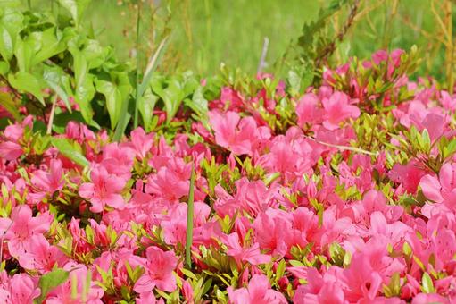 春の公園に咲くツツジと新緑の草木 春の公園に咲くツツジと新緑の草木 公園,つつじ,ツツジの写真素材