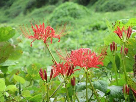 9月下旬、草地で咲き始めたヒガンバナ ヒガンバナ,花,植物の写真素材