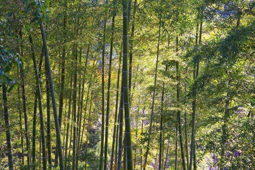 竹林 竹林,景色,風景の写真素材