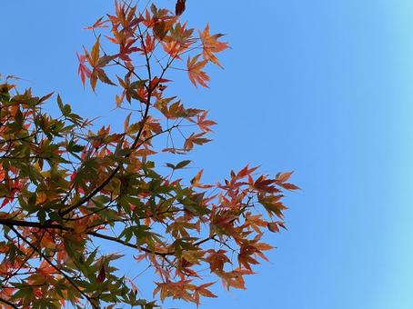 もみじと青空 もみじと青空 秋,紅葉,もみじの写真素材
