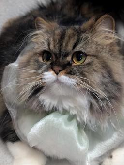 Kitty, JPG