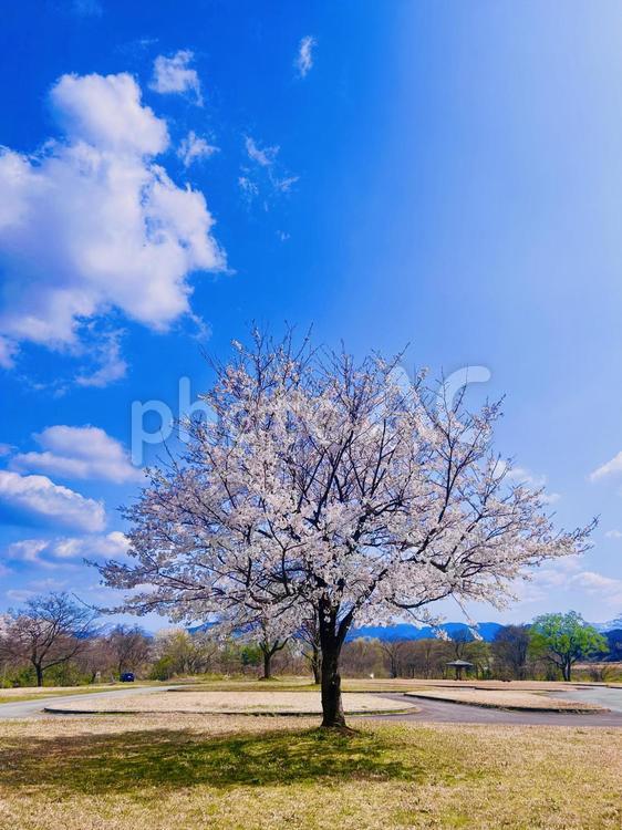 桜 春,3月,ピンクの写真素材