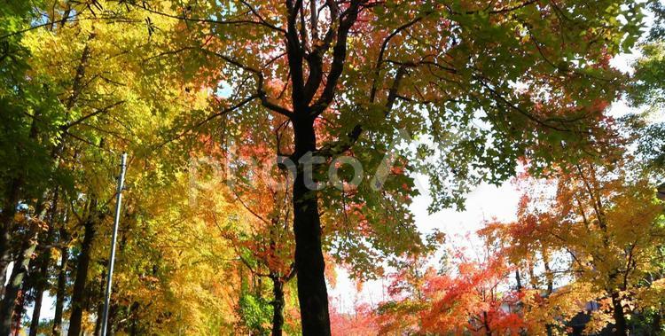 美しき秋の色 秋,紅葉,大阪の写真素材