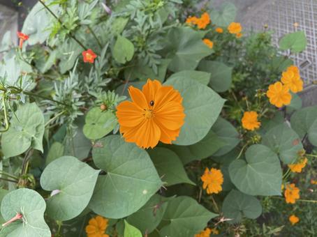 オレンジの花 オレンジの花の写真