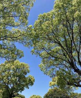 新緑と青空 新緑と青空 新緑,青空,自然の写真素材