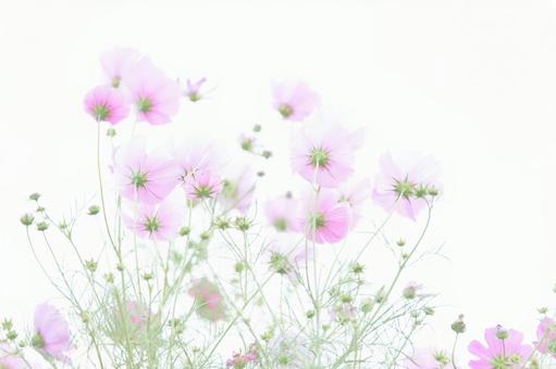 白背景ハイキー調のコスモスの花畑 白背景ハイキー調のコスモスの花畑の写真