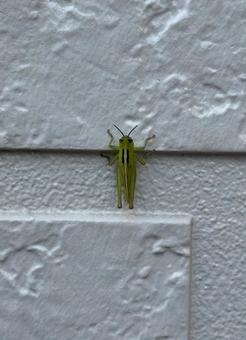 Locusts clinging to the wall, JPG