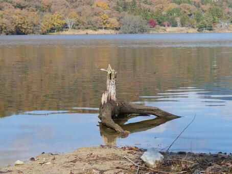 湖面に佇む 兵庫県,三田市,有馬富士公園の写真素材
