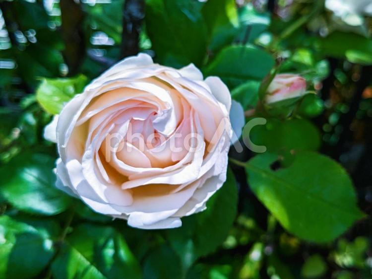 ５月のマイガーデン　バラ 薔薇,オレンジ,背景ぼかしの写真素材