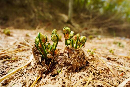 250510津南町見倉ぜんまい 新潟県,中魚沼郡,津南町の写真素材