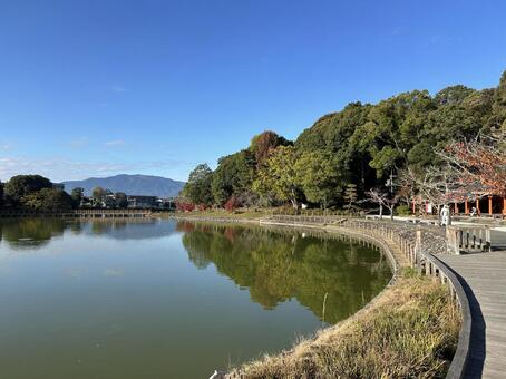 橿原神宮深田池 深田池,橿原神宮,池の写真素材