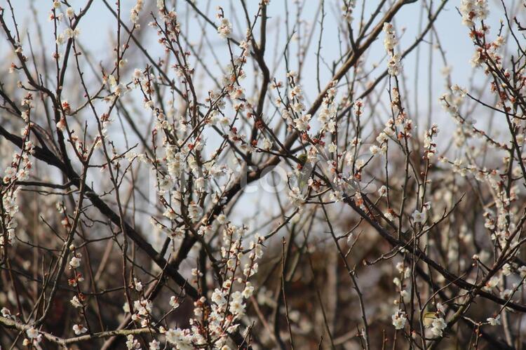 小鳥と梅の花5（メジロ） blossom,plum,ウメの写真素材