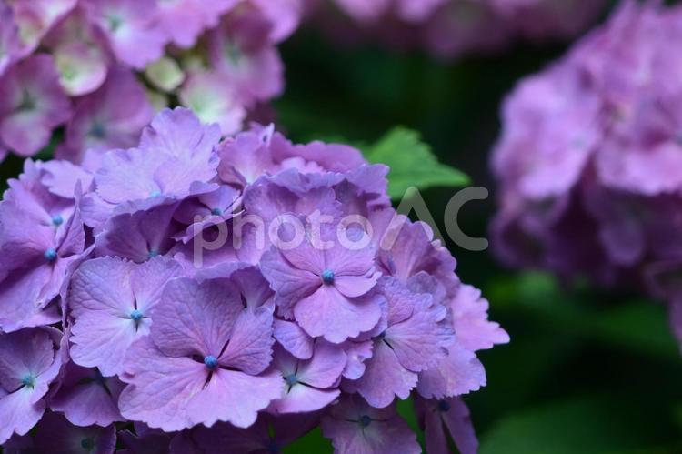 アジサイ　あじさい　紫陽花　紫系 自然,屋外,風景の写真素材