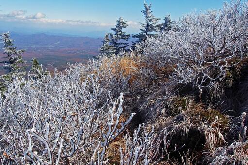晩秋の凍てつく風が作った高原の霧氷 霧氷,晩秋,寒波の写真素材