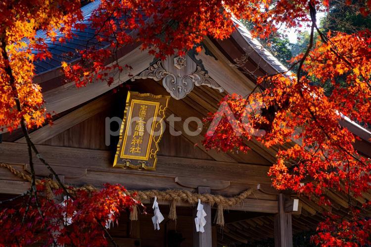 宝満山竈門神社(紅葉) 竈門神社,宝満山,聖地巡礼の写真素材