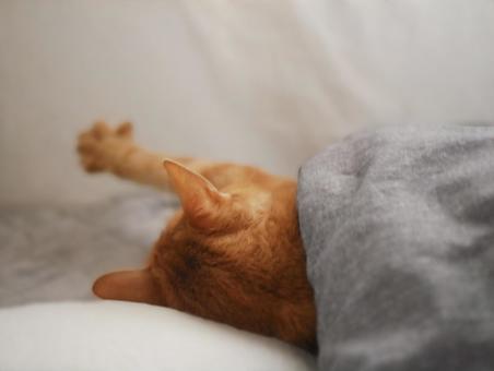 手を伸ばす猫 猫,ペット,動物の写真素材