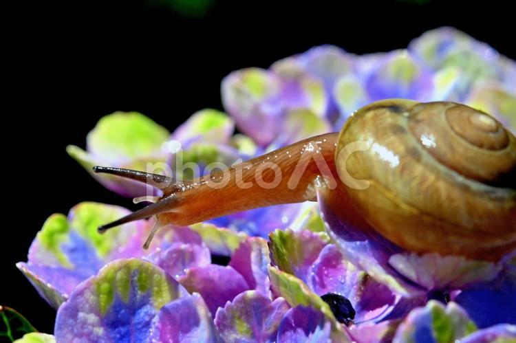 アジサイの花とカタツムリのクローズアップ アジサイ,花,梅雨の写真素材