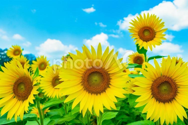 青空にたくさんのひまわり ひまわり,満開,花の写真素材