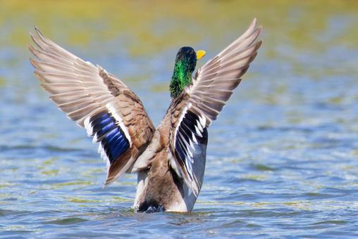 川で羽ばたきをするマガモ雄、背面 マガモ,真鴨,鴨の写真素材