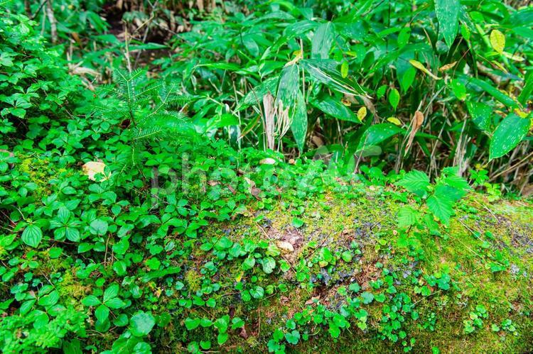 森　エコ　素材　イメージ 森,木,木々の写真素材