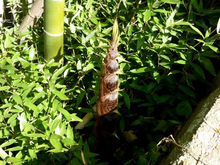 郊外の笹やぶ/竹林から伸びてきたタケノコ 郊外の笹やぶ/竹林から伸びてきたタケノコ タケノコ,笹やぶ,竹林の写真素材