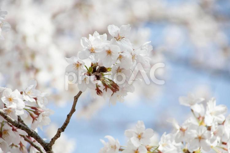 桜のイメージ 桜,桜並木,散歩道の写真素材