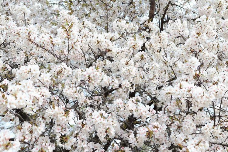 青空の中で綺麗に咲く満開の桜 桜,春,花の写真素材