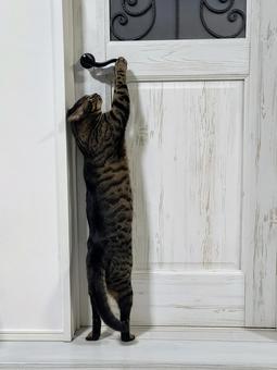 トラオお出かけ。行って来まぁす。の写真