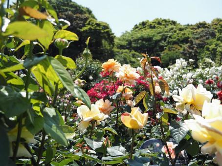 薔薇 薔薇の写真