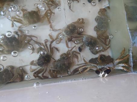 モクズガニと上海ガニの味は似ている モクズガニと上海ガニの味は似ているの写真