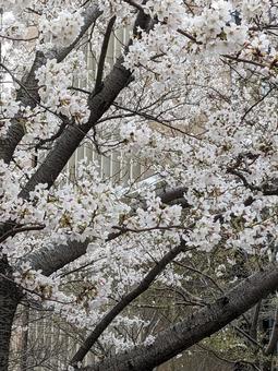 桜4 桜4の写真