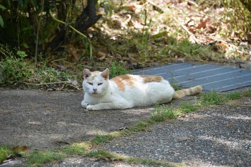 野良猫 野良猫 猫,野良猫,屋外の写真素材