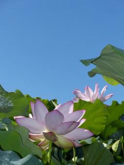 蓮の花0728a 蓮の花,夏,青空の写真素材