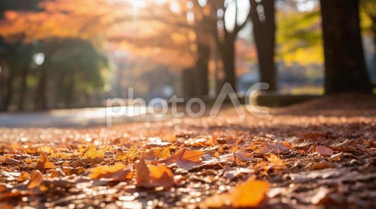 秋の公園の道 秋,公園,落ち葉の写真素材